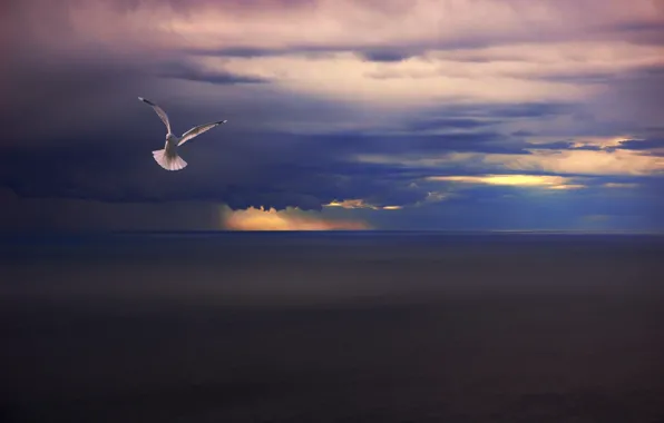 Sea, clouds, rain, bird, Seagull