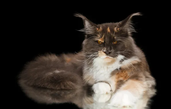 Cat, black background, Kote, serious, Maine Coon, Natalia Lays