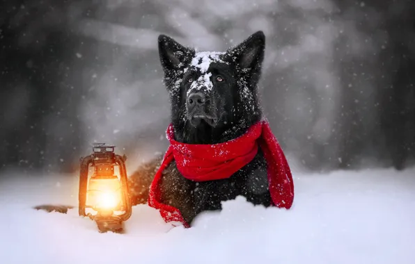 Picture winter, face, snow, dog, scarf, lantern, German shepherd