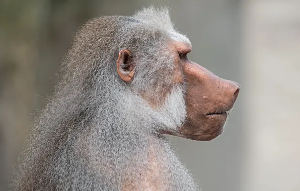 Monkey, profile, Pavian