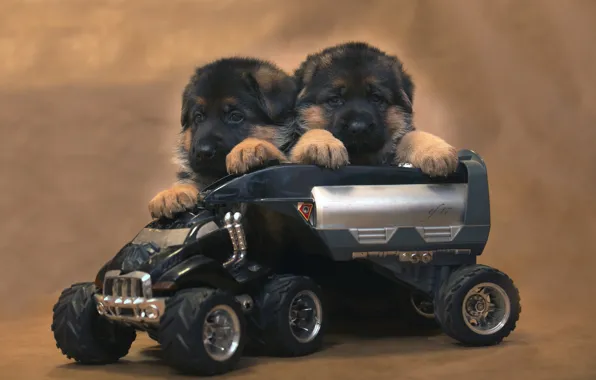 Puppies, machine, shepherd