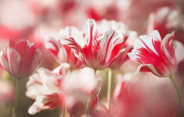 Petals, tulips, bokeh
