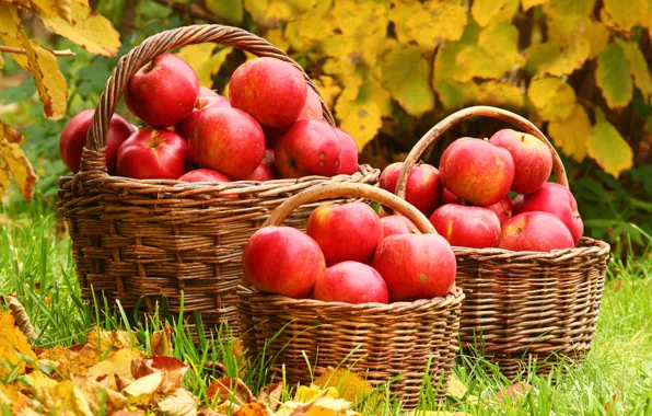 Autumn, leaves, apples, weed, basket