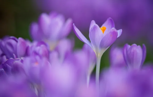 Flowers, blur, spring, crocuses, lilac