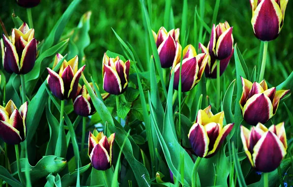Spring, tulips, Tulips