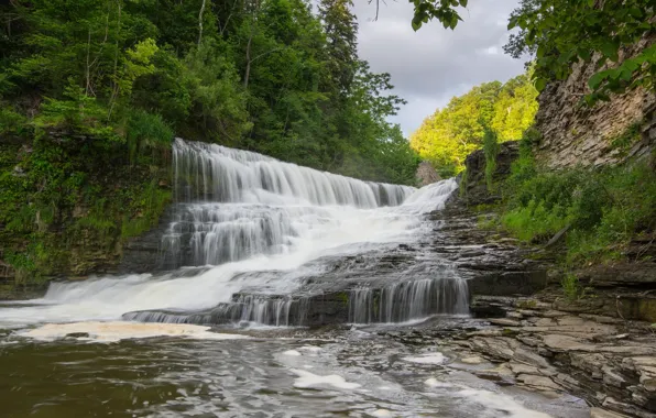 Picture forest, river, waterfall, cascade