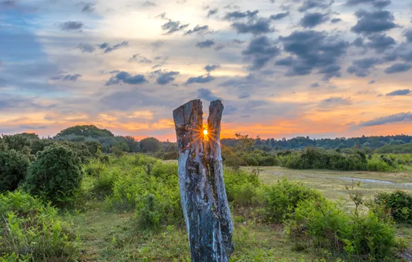 Picture the sun, clouds, sunset, nature, vegetation, stump, the bushes