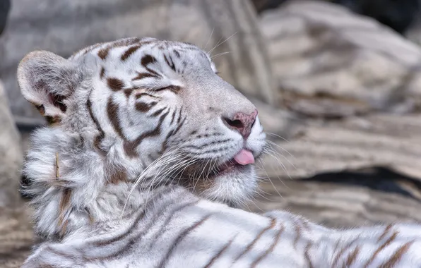 Language, cat, face, white tiger