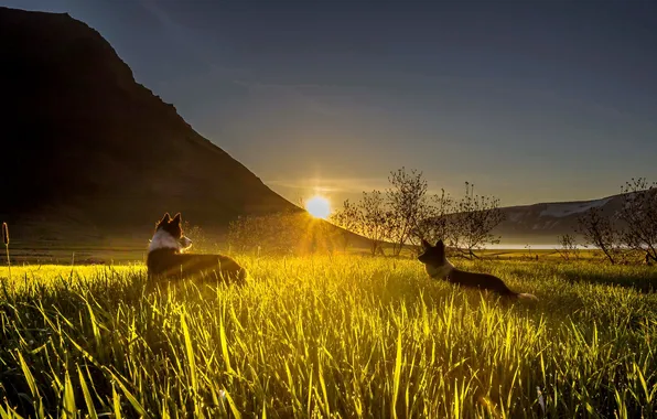 Picture dogs, grass, rays, sunset, mountains, valley, sun