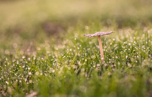 Grass, macro, mushrooms
