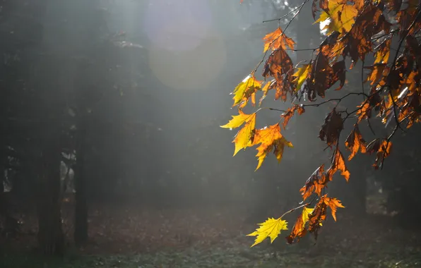 Picture leaves, nature, fog