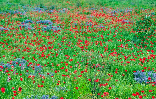 Field, grass, flowers, Maki, meadow