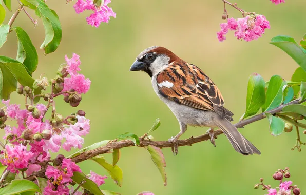 Picture bird, branch, Sparrow, flowers