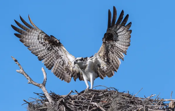 Bird, wings, predator, osprey