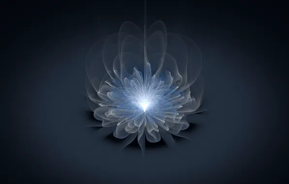 Picture flower, light, line, grey background