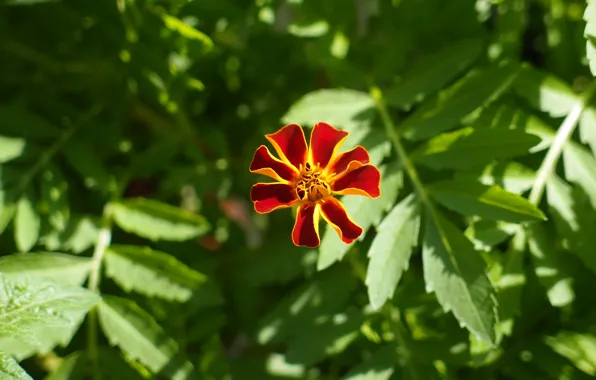 Greens, flower, red, marigolds