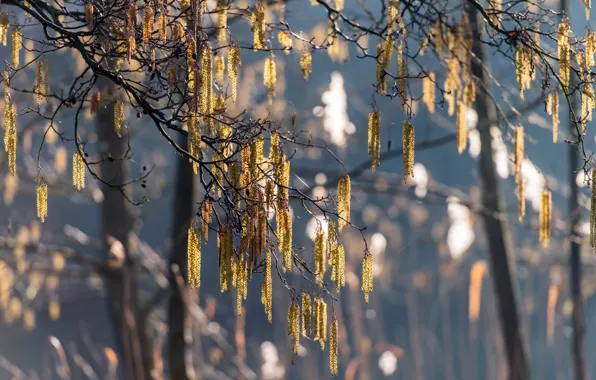 Picture trees, branches, nature