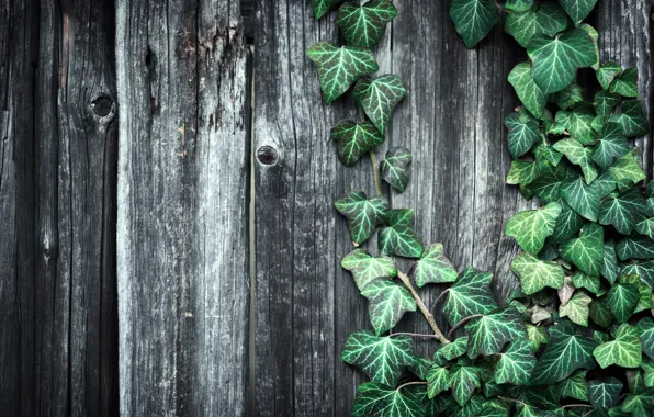 Leaves, the fence, plant, Board, texture, wooden