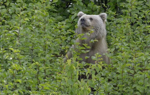 Greens, forest, nature, bear, DUELL ©