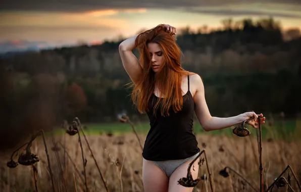 Sunflowers, sponge, redhead, Sunflowers, EIKONAS