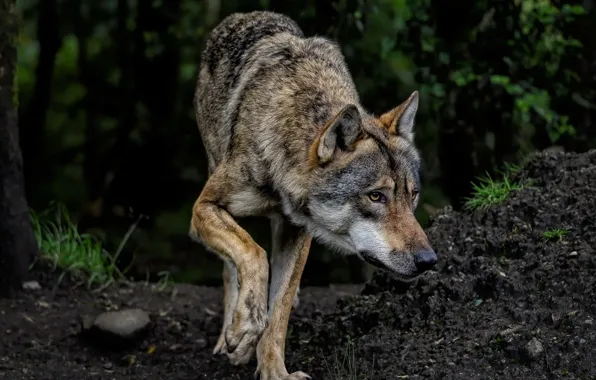 Picture nature, predator, animal, wolf, wildlife, portrait, portrait., Canis lupus. face