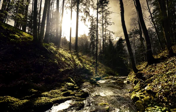 Forest, trees, river, stream, stones, hills, moss, river