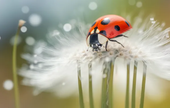 Macro, dandelion, ladybug, AI art, neural network