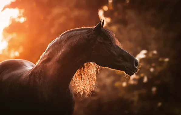 Autumn, look, face, light, nature, horse, foliage, horse