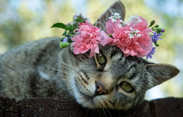 Picture cat, look, flowers, muzzle, wreath, cat