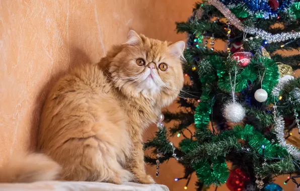 Cat, cat, look, balls, pose, wall, red, Christmas