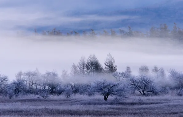 Frost, field, forest, grass, trees, fog