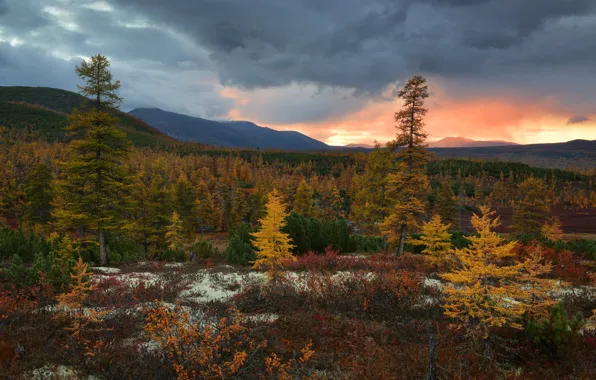 Autumn, forest, the sky, clouds, trees, yellow, nature, hills