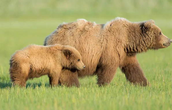 Picture grass, glade, the game, bear, pair, bear, walk, bear