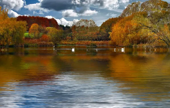 Autumn, the sky, clouds, trees, birds, lake, pond, swans