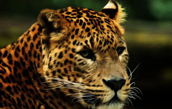 Cat, Panther, Coloring