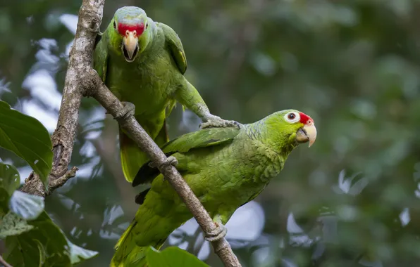 Picture forest, birds, branch, parrot, pair