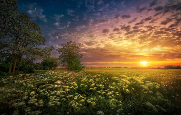 Field, the sun, trees, landscape, sunset, nature, a month, grass