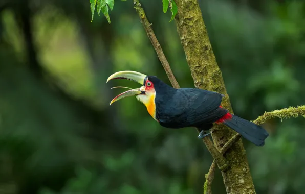 Language, tree, bird, branch, beak, Toucan