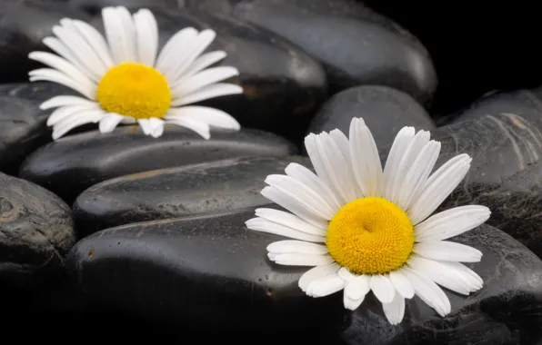 Macro, chamomile, pebbles