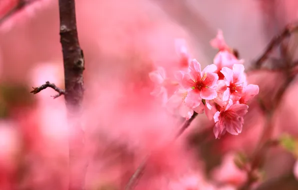 Flowers, branches, cherry, background, spring, Sakura, pink, flowers
