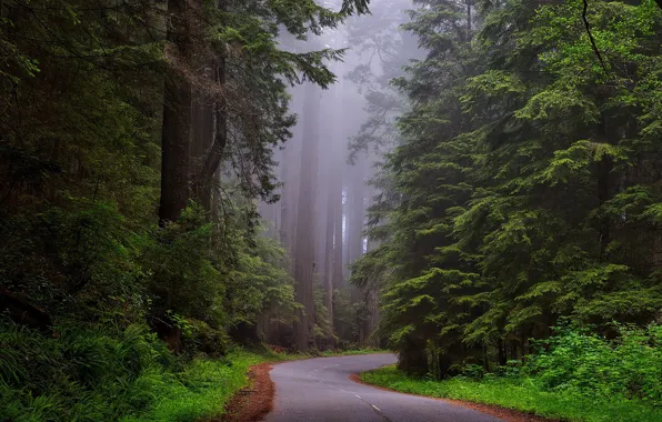Road, forest, trees, fog, CA, USA, national Park, Redwood