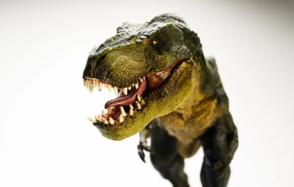 Picture Tyrannosaurus, T Rex, Dinosaur