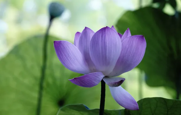 Picture leaves, flowers, nature, green, background, Lotus, buds, lilac