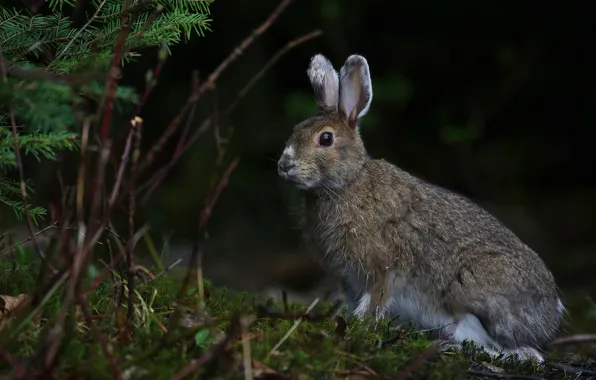 Forest, look, branches, the dark background, grey, hare, muzzle, ears