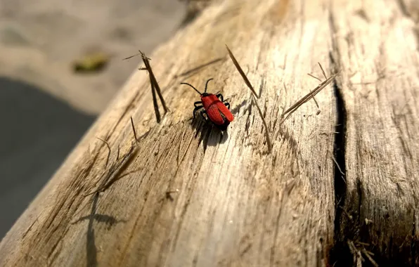 Sand, Tree, Beetle, Insects, Animals