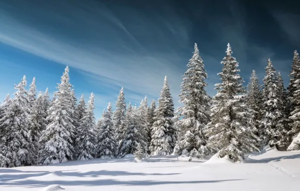 Winter, forest, snow, blue, ate, Christmas trees