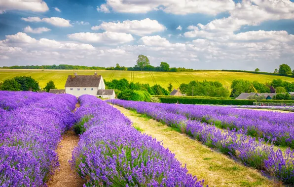 Field, clouds, England, farm, lavender