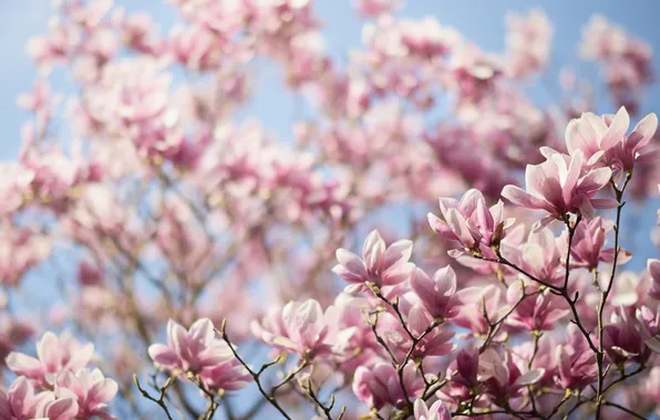 Trees, branches, Magnolia