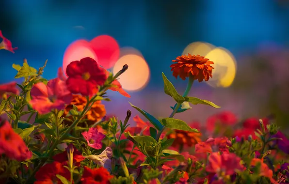 Light, petals, stem, Blik, flowerbed