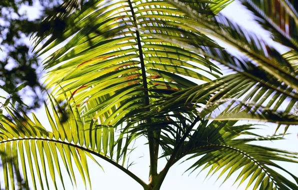 Picture leaves, branches, Palma